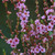 Astartea 'Winter Pink' 2.5L