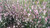 Cytisus 'Lilac Time' 2.5L