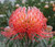 Leucospermum 'Blanche Ito' 1.5L