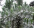 Leucadendron argenteum 2.5L