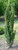 Ilex crenata 'Sky Pencil' 6L
