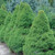 Picea glauca 'Conica' 6L