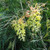 Grevillea 'Peaches And Cream' 3.5L