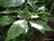Aucuba japonica 'Forest Green' 3.5L