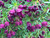 Boronia 'Purple Jared' 2.5L