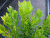 Leucadendron 'Golden Tulip' 1.5L