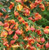 Cytisus dallimorei 'Lena' 2.5L (87504) 2.5L