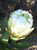Protea 'Almond Frost' 3.5L