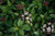 Viburnum tinus 'Eve Price' 2.5L (89960) 2.5L Viburnum tinus 'Eve Price' 2.5L (89960) 2.5L