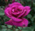 Rose 'Blackberry Nip' - Standa 4.7L