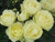 Rose 'Lemon n Lime' - Standard 4.7L