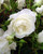 Rose 'Iceberg' - Standard 6L