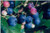 Blueberry 'Tasty Blue' 3L