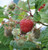 Raspberry 'Waiau' 3L