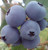 Blueberry 'Burst' 1.9L