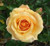 Rose 'Apricot Scentasia' - Pat 6L