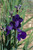 Iris sibirica 'Caesar's Brothe 2.5L