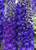 Delphinium 'Pagan Purples' 9cm