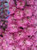 Delphinium 'Sweethearts' 1.25L