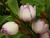 Michelia figo 'Mixed Up Miss' 8L