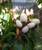 Michelia x  'Bubbles' - Standa 8L
