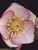Helleborus 'Sophies Delight' 2.5L Helleborus 'Sophies Delight' 2.5L