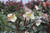 Helleborus 'Camelot' 2.5L