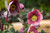 Helleborus 'Isabella's Charm' 2.5L Helleborus 'Isabella's Charm' 2.5L