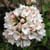 Viburnum x burk. 'Anne Russell 3.5L