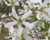 Amelanchier canadensis PB18