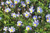 Felicia amelloides 14cm