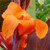Canna 'Tropicanna' 2.5L