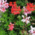 Geranium Ivy Assorted 14cm