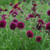 Scabiosa 'Crimson Cloud' 2L