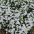 Iberis sempervirens 'Snowtop' 1.3L
