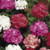 Geranium Assorted 15cm