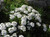 Iberis semperflorens 2.5L