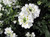 Iberis sempervirens 'Candytuft 1.5L