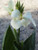 Canna 'Kneehigh White' 2.5L