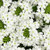 Verbena Royale 'Whitecap' 1.5L