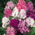 Phlox paniculata 2L