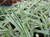 Agapanthus 'Tinkerbell' 2L