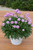 Armeria 'Sweet Dreams' 1.5L