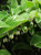 Polygonatum odoratum 'Variegat 1.9L