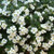Bacopa Megacopa 'White' 2L