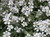 Cerastium 'Snow In Summer' 12cm