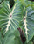Colocasia 'White Lava' 3.3L