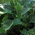 Alocasia cucullata 'Jade Milli 4L
