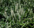 Liriope muscari 'Munroe's Whit 9cm