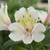Alstroemeria 'Summer Sky' 2L